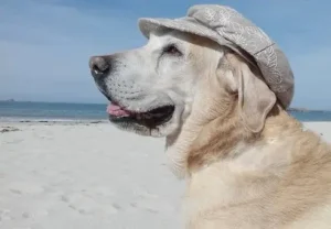 Le chien au bord de la mer, à la plage