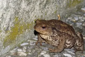 Le chien et le crapaud Danger