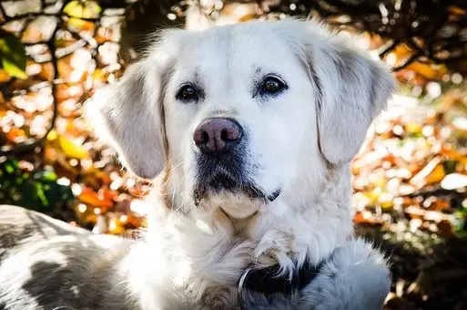Le chien et les dangers de l'automne