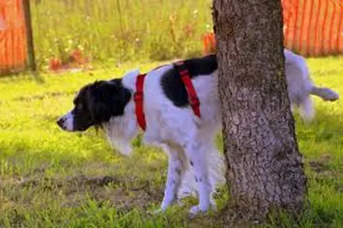 Le chien et les marquages olfactifs