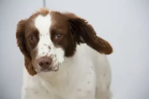 Le chien et les otites