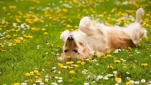 Le chien, le chiot et les dangers du jardin