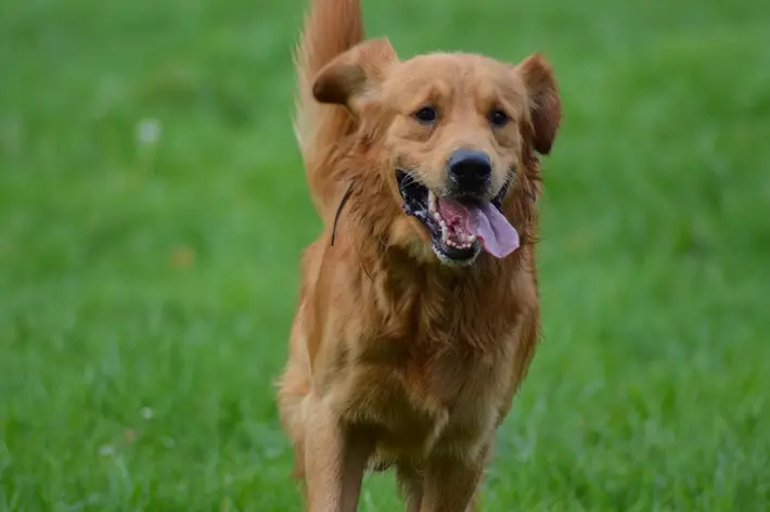 Les 6 sens du chien qui lui permettent de s'orienter