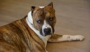 Les chiens de catégorie 1 et catégorie 2