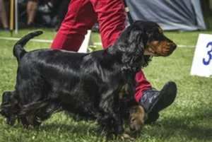 Les expositions canines un rendez-vous au poil