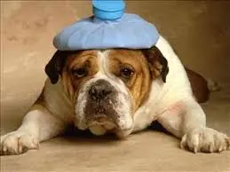 Les maladies les plus courantes chez le chien
