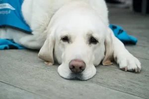 Les maladies vectorielles chez le chien augmentent
