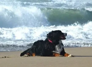 Les plages autorisées aux chiens, chiots en 2025