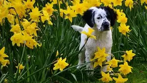 L'intoxication du chien du chiot par les plantes fleurs arbres