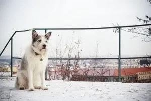 Mon chien est il sensible au froid _
