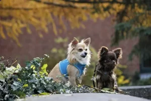 Mon chien et le lierre - poison et allergisant