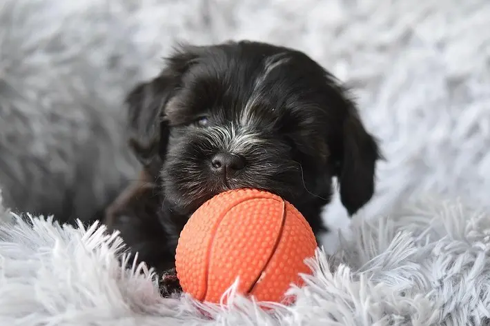 Nom de chiens, de chiots en 2026 - Lettre B