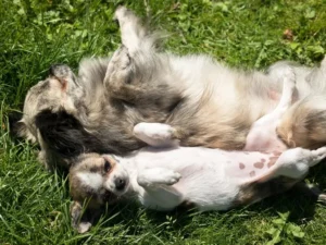 Octobre rose Tumeurs mammaires chez le chien symptomes et prevention