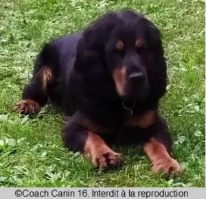 Oslo, le petit cocker martyrisé devenu le roi des chiens