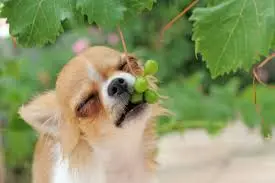 Pourquoi le raisin est-il toxique pour le chien
