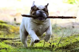 Pourquoi les promenades sont essentielles pour le chien