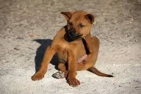Pourquoi traiter votre chien contre les puces