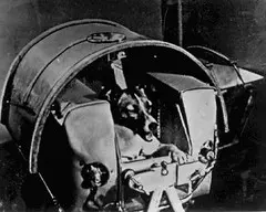 Premier chien dans l'espace, son histoire