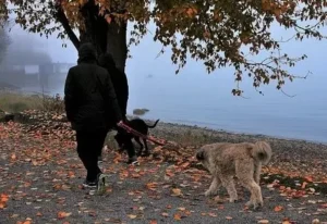 Promener son chien que dit la loi