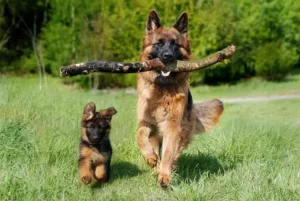 Quel est l'âge de mon chien