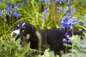Quelles sont les plantes les fleurs toxiques pour le chien