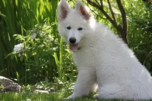 Quels sont les arbres, arbustes dangereux pour le chien, chiot