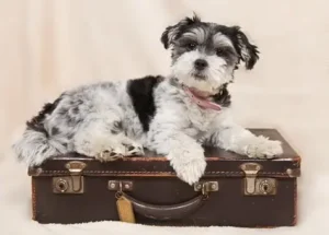 Savez-vous que la rentrée peut stresser votre chien