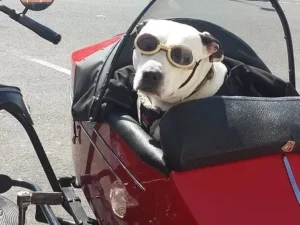 Voyager avec son chien - guide sur les moyens de transport