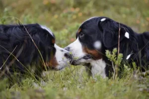 deux-chiens-bouvier-bernois-se-trouchent-nez-à-nez-par-coach-canin-16-educateur-canin-en-charente