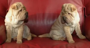 deux-chiots-sharpeï-sables-assis-l-un-à-côté-de-l-autre-sur-un-canapé-de-couleur-bordeaux-se-regardant-par-coach-canin-16-educateur-canin-à-domicile-en-charente