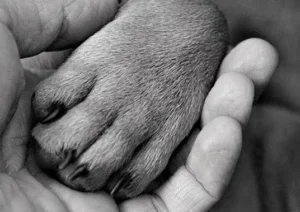 la-patte-d-un-chien-dans-la-main-d-une-personne-la-podermite-chez-le-chien-par-coach-canin-16-educateur-canin-angouleme-cognac