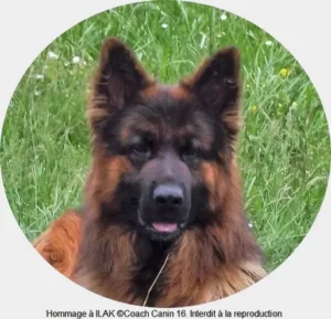 la-tête-d-un-berger-allemand-noir-et-feu-à-poil-long-dans-un-champ-de-verdure-par-coachcanin16-educateur-canin-en-charente