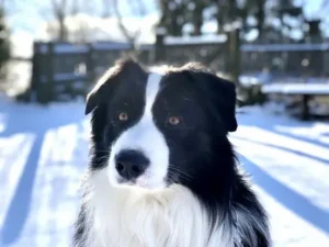 la-tête-d-un-chien-berger-noir-et-blanc-poils-longs-dans-la-neige-par-coach-canin-16-educateur-canin-à-domicile-en-charente