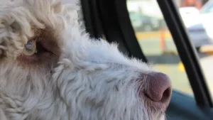 la-tête-d-un-chien-blanc-frisé-à-l-intérieur-d-une-voiture-regarde-par-la-fenêtre-par-coach-canin-16-educateur-canin-en-charente
