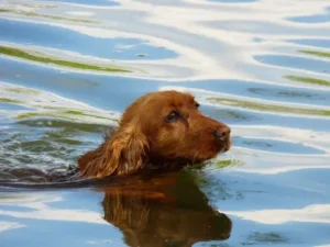 la-tête-d-un-chien-cocker-marron-en-train-de-nager-dans-une-eau-bleue-par-coach-canin-16-educateur-canin-à-domicile-charente