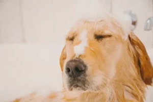 la-tête-d-un-chien-golden-sable-avec-de-la-mousse-de-shampoing-par-coach-canin-16-educateur-canin-en-charente