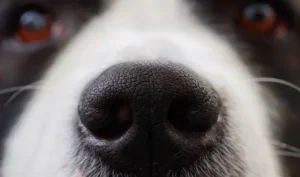 photo-de-la-truffe-d-un-chien-blanc-et-noir-grossie-on-aperçoit-les-yeux-marron-en-arrière-plan-par-coach-canin-16-educateur-canin-charente