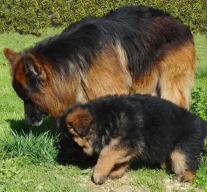 un-berger-allemand-adulte-noir-et-feu-poils-longs-et-un-chiot-berger-allemand-sente-l-herbe-par-coach-canin-16-educateur-canin