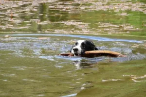 un-border-collie-noir-et-blanc-nage-dans-une-rivière-un-bâton-dans-sa-gueule-par-coach-canin-16-éducateur-canin-à-domicile-en-charente