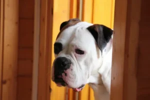 un-bouledogue-américain-tête-blanche-avec-un-oeil-entouré-de-noir-et-des-oreilles-marrons-attend-contre-une-porte-par-coach-canin-16-educateur-canin-à-angouleme
