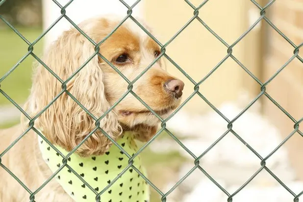 un-caniche-beige-avec-un-foulard-vert-clair-autour-du-cou-regarde-au-travers-d-un-grillage-par-coach-canin-16-éducateur-en-charente