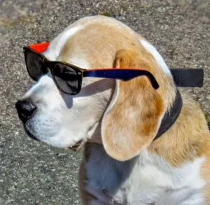 un-chien-beagle-avec-des-lunettes-devant-les-yeux-par-coach-canin-16-educateur-canin-en-charente