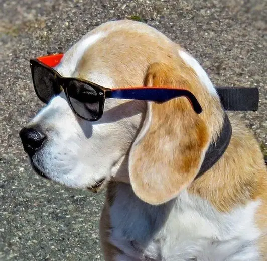 un-chien-beagle-avec-des-lunettes-devant-les-yeux-par-coach-canin-16-educateur-canin-en-charente