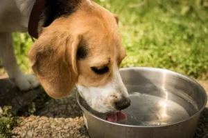 un-chien-beagle-boit-de-l-eau-dans-une-gamelle-en-inox-par-coach-canin-16-educateur-canin-à-domicile-charente