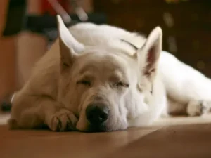 un-chien-berger-blanc-suisse-dort-sur-un-parquet-marron-par-coach-canin-16-educateur-canin-en-charente