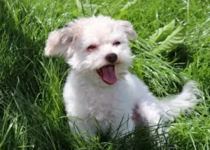 un-chien-bichon-maltais-blanc-assis-dans-l-herbe-aboie-par-coach-canin-16-educateur-canin-à-domicile-charente