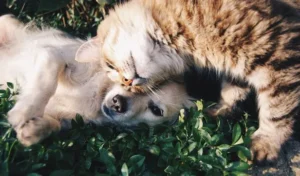 un-chien-blanc-couché-dans-l-herbe-un-chat-vient-frotter-sa-tête-contre-la-tête-du-chien-par-coach-canin-16-educateur-canin-angouleme-cognac