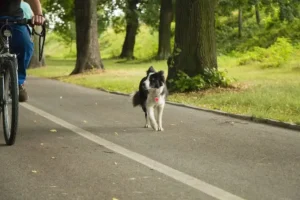 un-chien-border-collie-court-sur-une-route-à-côté-de-son-maitre-à-vélo-par-coach-canin-16-educateur-canin-en-charente