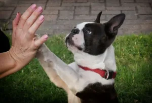 un-chien-bouledog-français-noir-et-blanc-pose-sa-patte-dans-la-main-d-un-homme-par-coach-canin-16-dresseur-chien-charente