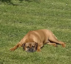 un-chien-boxer-de-couleur-fauve-couché-sur-le-ventre-de-tout-son-long-dans-l-herbe-par-coach-canin-16-educateur-canin-en-charente